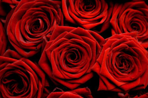 Valentijn: de PvdA zegt het met rozen